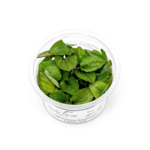 Lagenandra Keralensis Aquatic Farmer Tissue Culture
