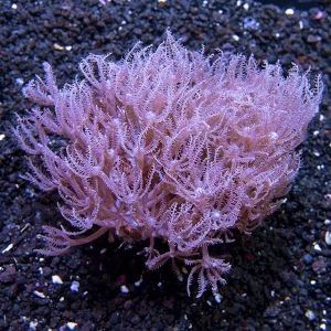 Waving Hand Coral, Blue