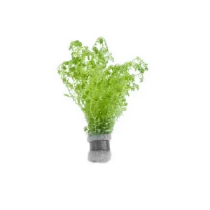 Selaginella Uncinata