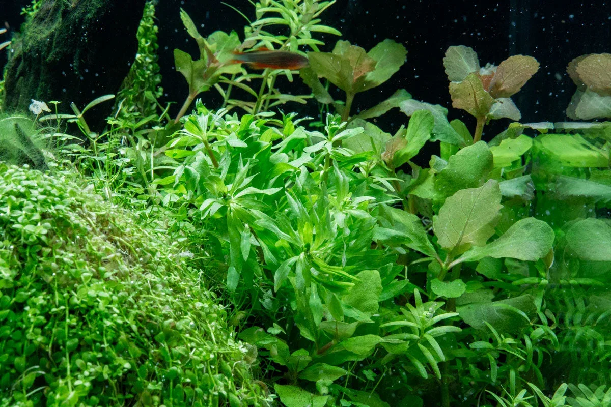 Ludwigia Inclinata var. Verticillata 'Pantanal' - Image 2