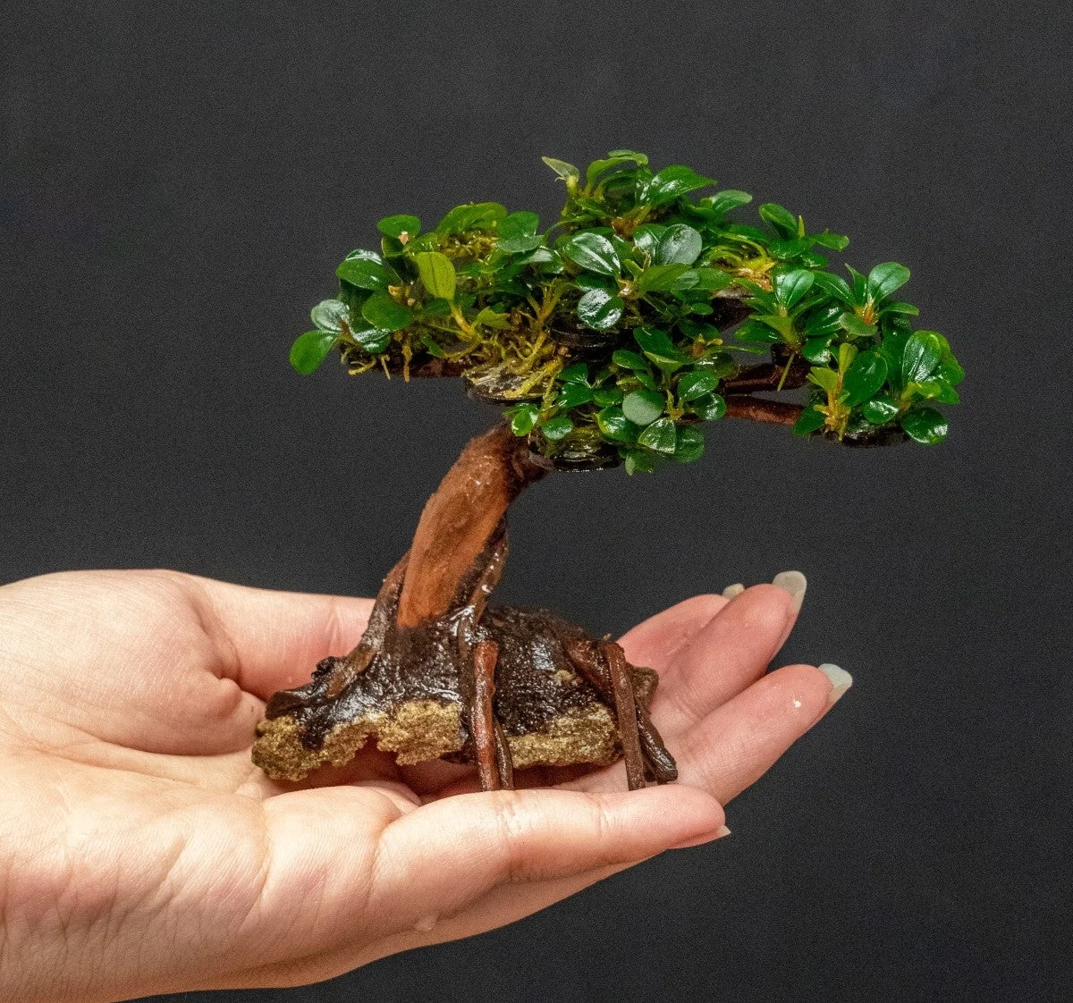 Bucephalandra on Bonsai Tree - Image 2