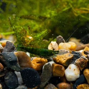 Green Jade Shrimp