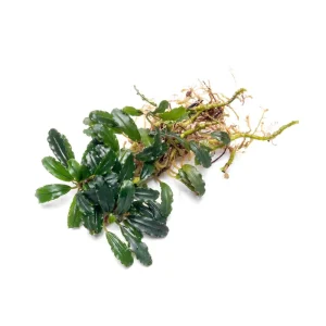 Bucephalandra Titan 2