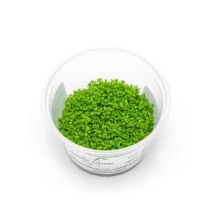 Hemianthus Callitrichoides (Dwarf Baby Tears) Aquatic Farmer Tissue Culture