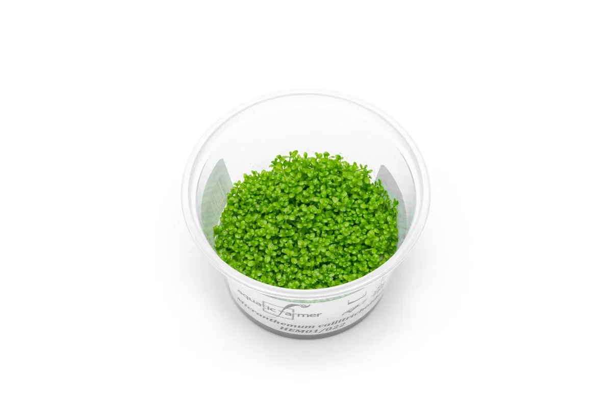 Hemianthus Callitrichoides (Dwarf Baby Tears) Aquatic Farmer Tissue Culture