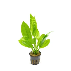 Echinodorus Bleheri / Amazon Sword - Regular