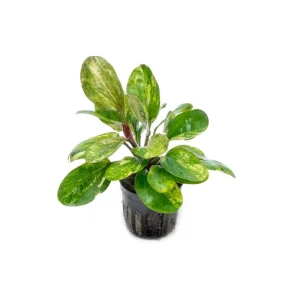 Echinodorus Hadi Red Pearl Variegated