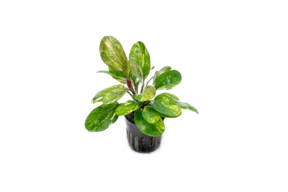 Echinodorus Hadi Red Pearl Variegated