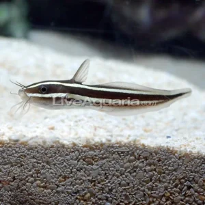 Coral Catfish