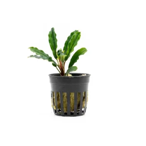 Bucephalandra Kedagang Green Long (Farmed)