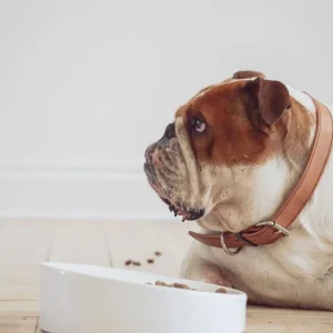 FLAT-FACED CERAMIC DOG BOWL