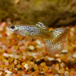 Green Cobra Guppy, Male
