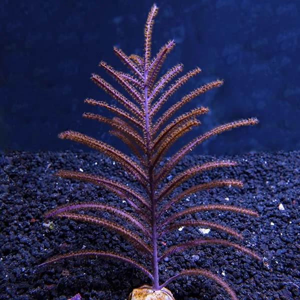 Assorted Maricultured Sea Fan 3 Pack - Image 2