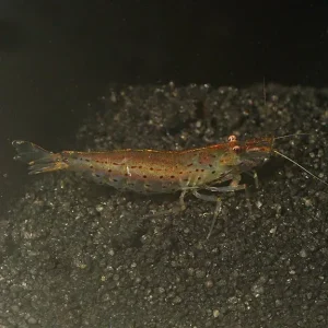 Japonica Amano Shrimp