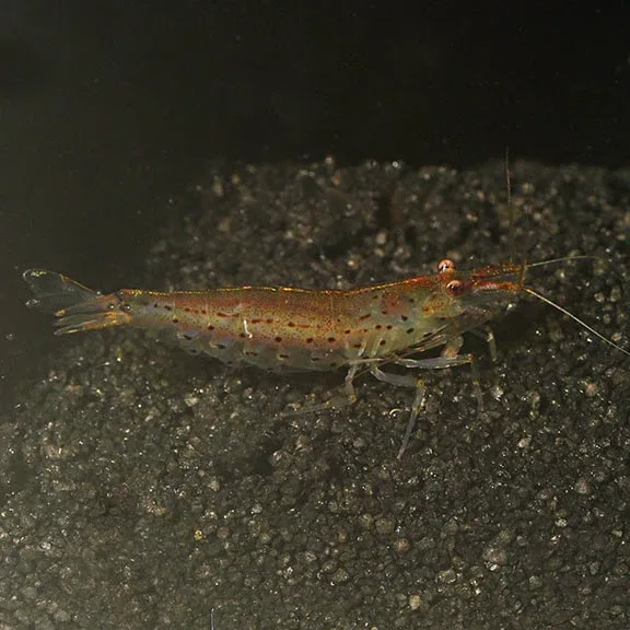 Japonica Amano Shrimp