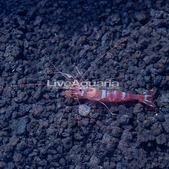 Kuekenthal’s Cleaner Shrimp