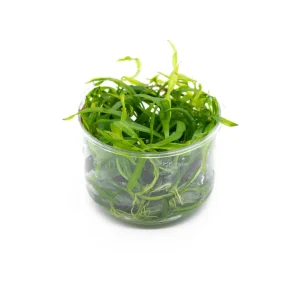 Echinodorus Quadricostatus UNS Tissue Culture