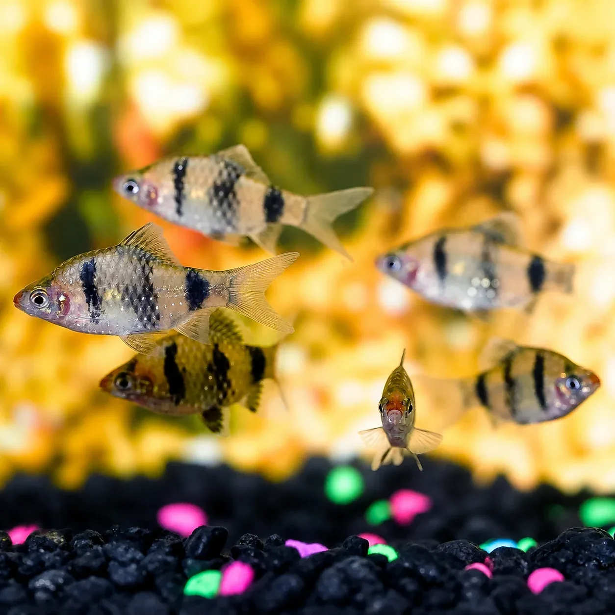 Black Ruby Barb 6-Lot .75" to 1.25" WYSIWYG - Image 2