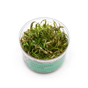 Cryptocoryne Axelrodi Tissue Culture