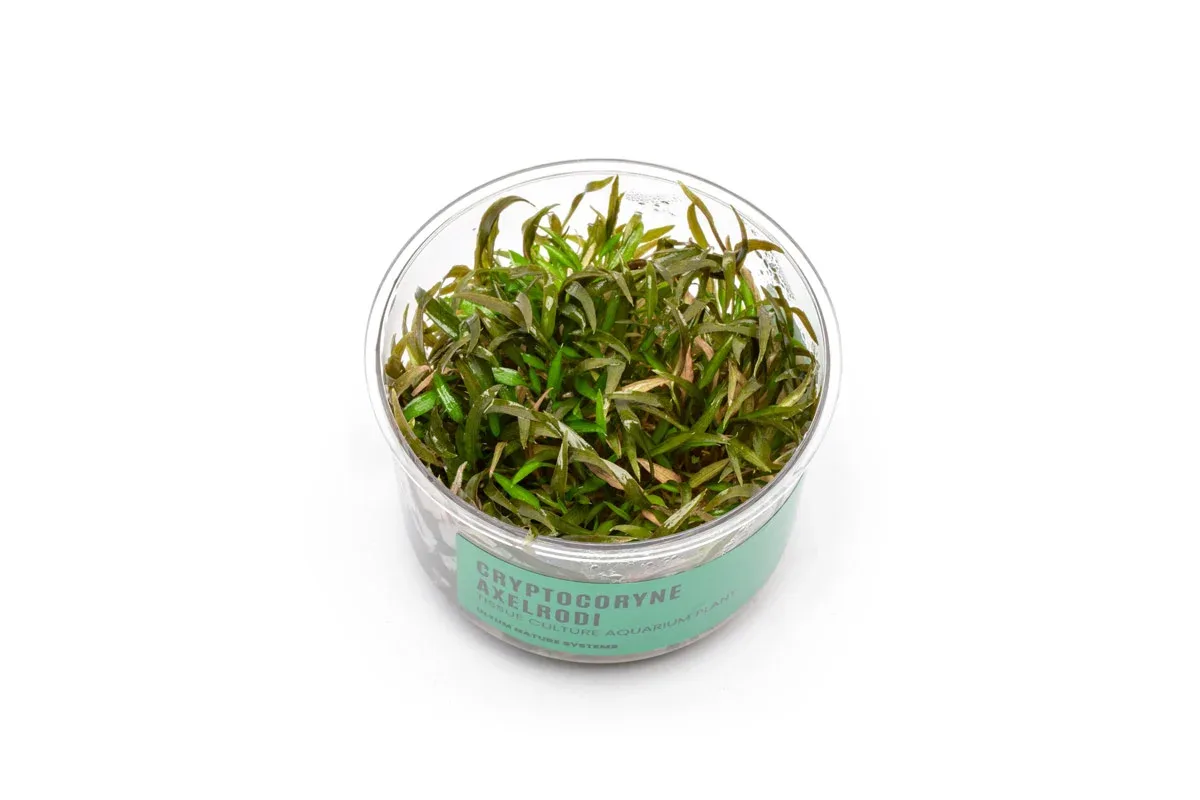 Cryptocoryne Axelrodi Tissue Culture