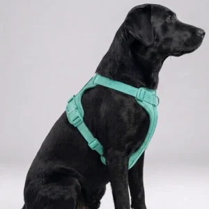 Skatrs Fully Padded Harness for Dogs (Aqua Teal)