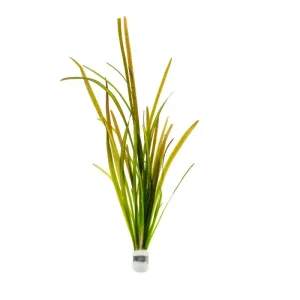 Vallisneria Spiralis Leopard