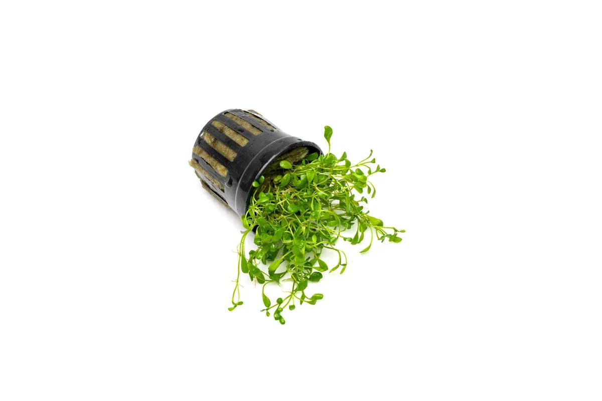Glossostigma Elatinoides - Image 2