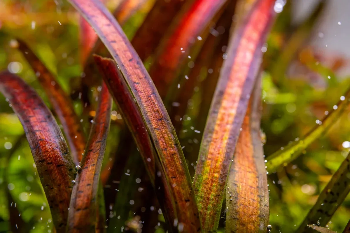 Vallisneria Spiralis Leopard - Image 2