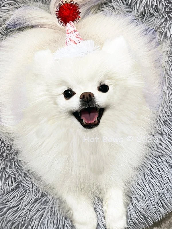 Christmas Confections Pooch Party Hat - Image 2