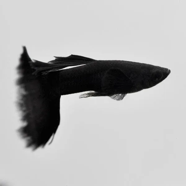 Moscow Black Velvet Guppy, Male