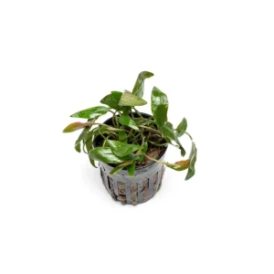Cryptocoryne Beckettii
