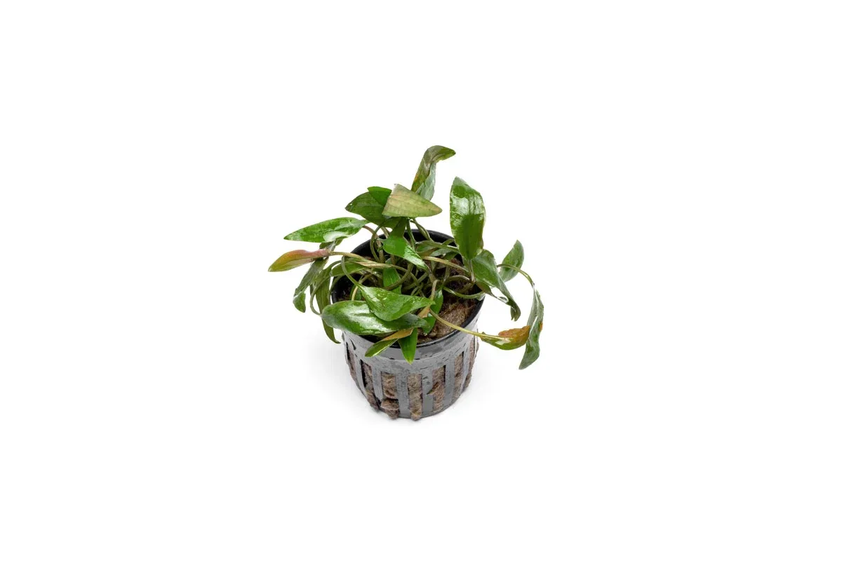 Cryptocoryne Beckettii
