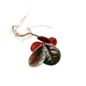 Ardisia Sp Tricolor Type 2