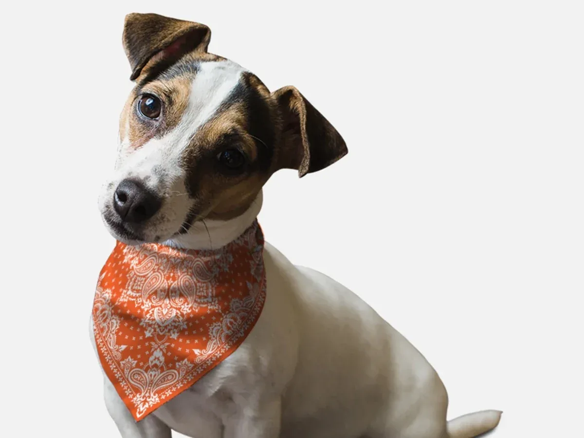 Orange Paisley Dog Bandana by BanDoggie - Image 2