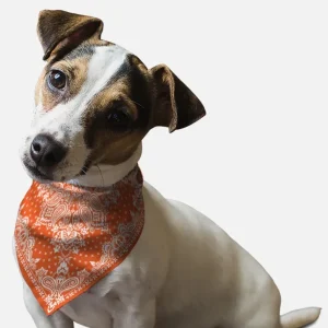 Orange Paisley Dog Bandana by BanDoggie