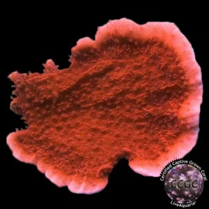 LiveAquaria® CCGC Aquacultured Red Candy Cap Coral