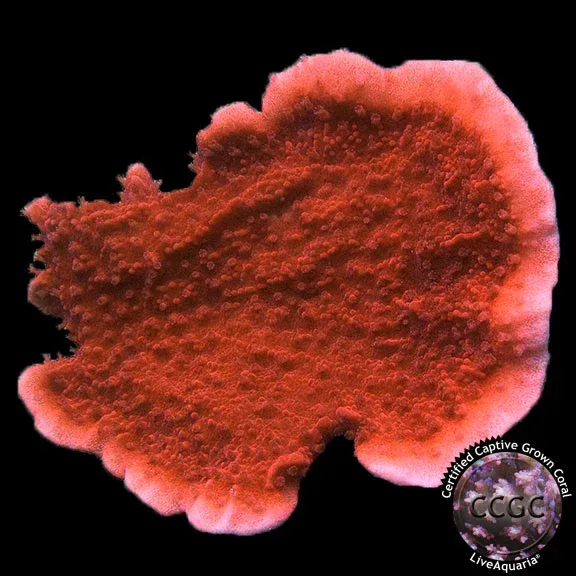 LiveAquaria® Montipora Coral Pack - Image 2