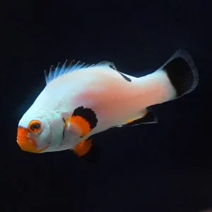 Captive-Bred Platinum Percula Clownfish
