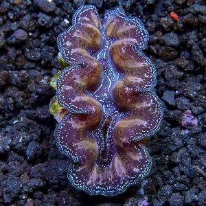Crocea Clam, Multicolored. Aquacultured