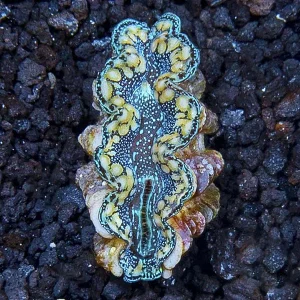 Hybrid Maxima Clam, Aquacultured