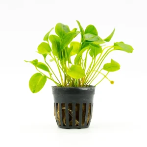 Ranalisma Rostratum