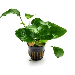 Anubias Barteri