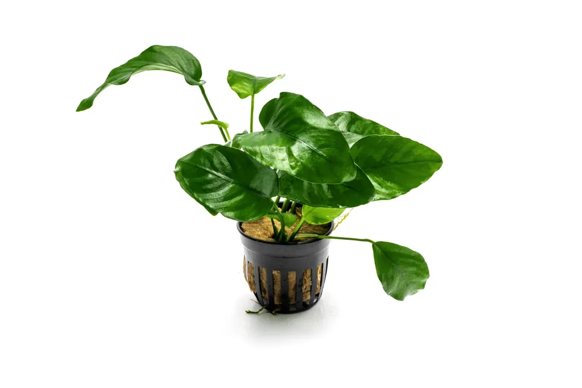 Anubias Barteri