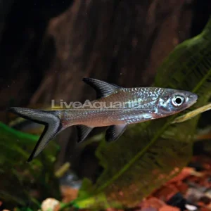 Bala Shark