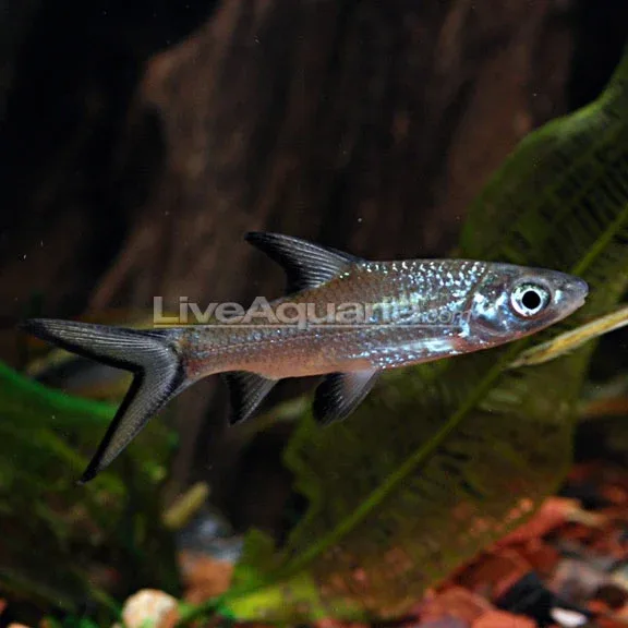 Bala Shark