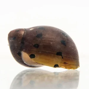 Tiger Nerite Snails