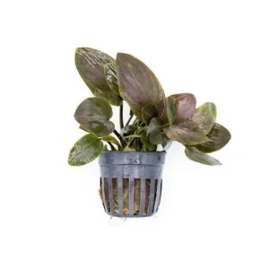 Lagenandra Meeboldii 'Red'