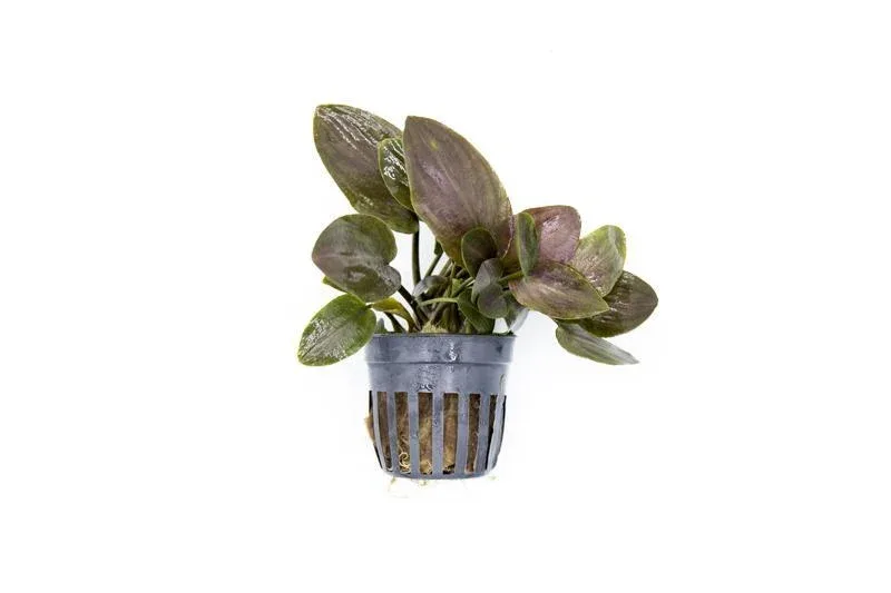 Lagenandra Meeboldii 'Red'