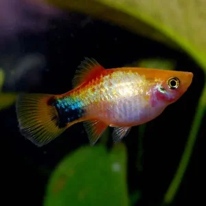 Gold Mickey Mouse Platy