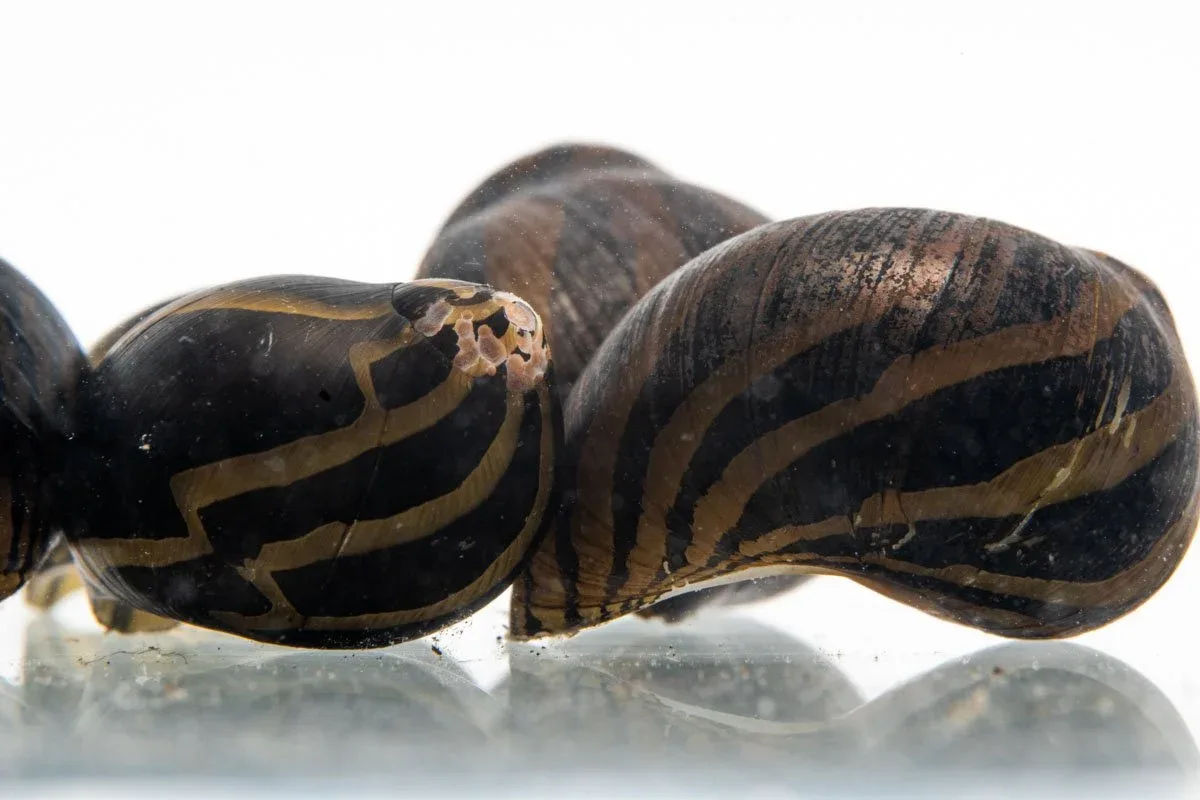Zebra Nerite Snails - Image 2